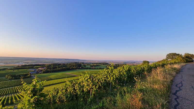 Abendlicher Blick über die Weinberge