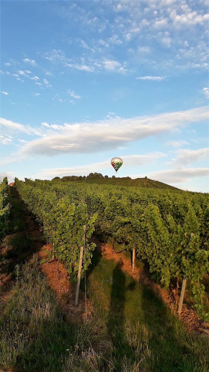 Weinberge bei Cleebronn mit Heißluftballon