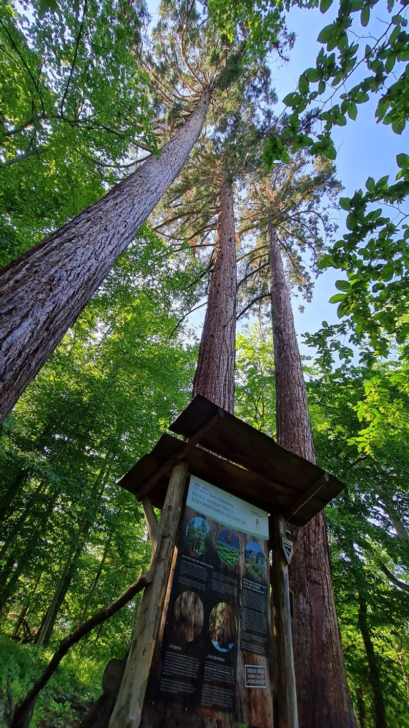 Die drei Mammutbäume bei der Burgruine Blankenhorn