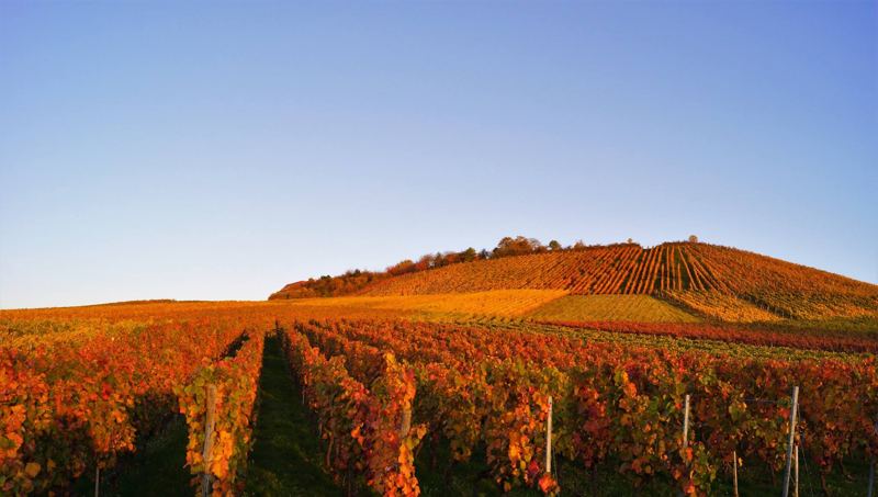 Weinberge im Herbst rund um Cleebronn