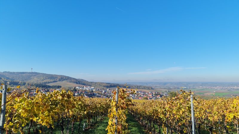 Weinberge im Herbst über Cleebronn