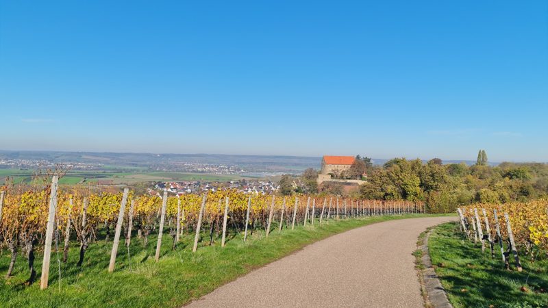 Weg durch die herbstlichen Weinberge mit Blick auf Schloss Magenheim